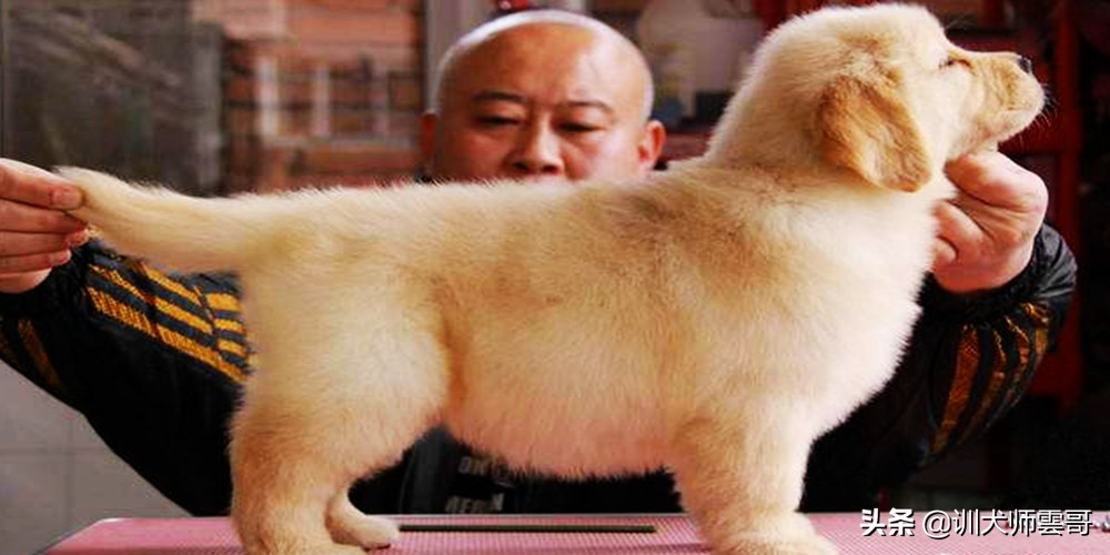 怎么挑选狗狗幼犬健康,怎样挑选土狗幼犬看家才厉害