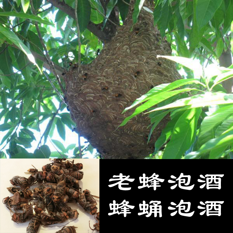 罕见！四川一男子收获2.4米196斤红娘大黑蜂蜂窝，它究竟有多毒？