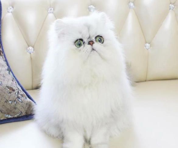 世界上最受欢迎的10种猫咪,最受欢迎的猫咪前5名