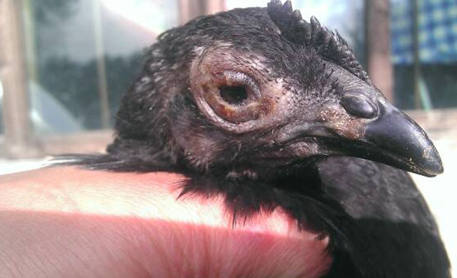 鸡的眼睛瞎了用什么药,鸡的养殖中会出现哪些疾病