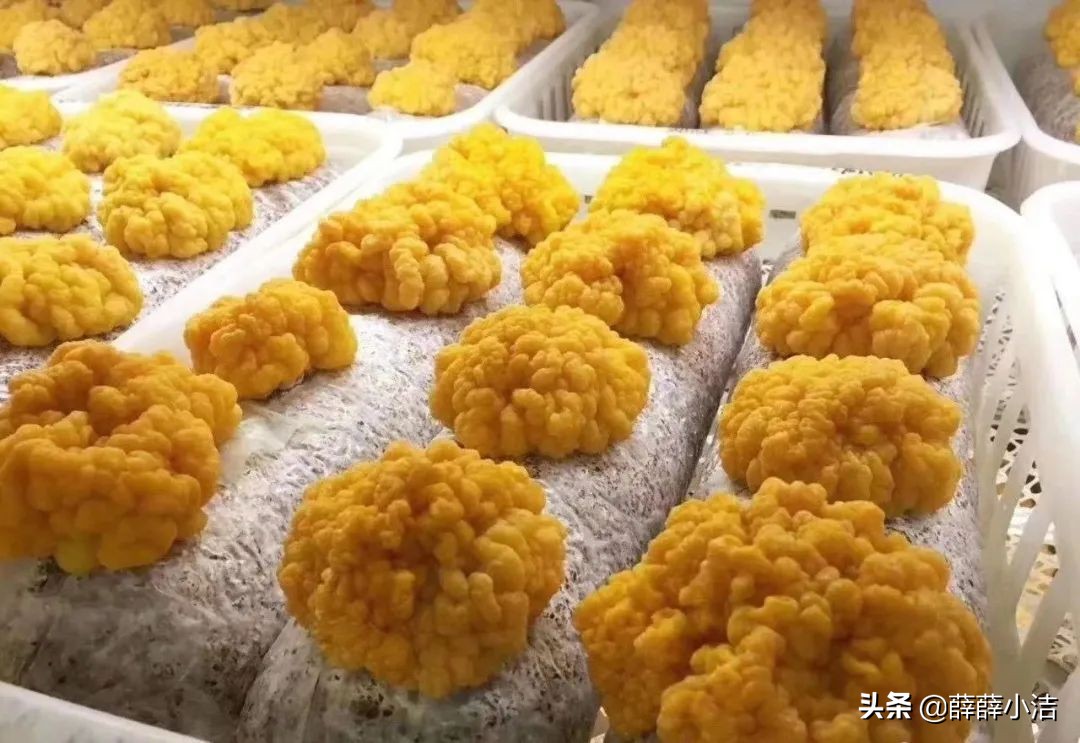 保健品行业如何裂变客户,滋补品营销模式有哪些