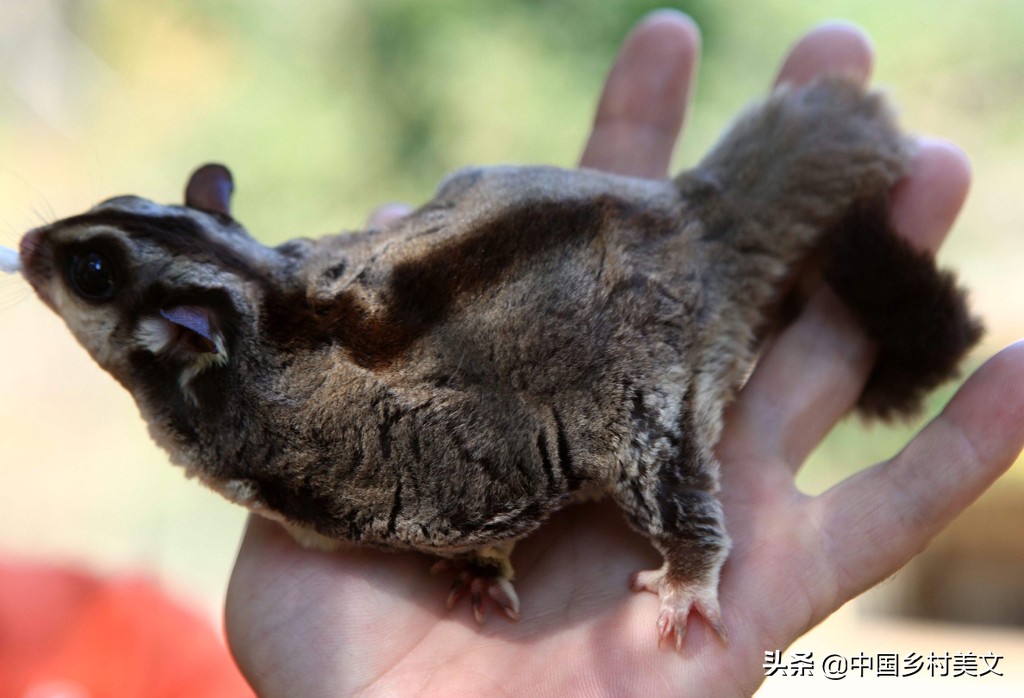 「鼠年说鼠」来看千奇百怪的鼠类，全认识算我输