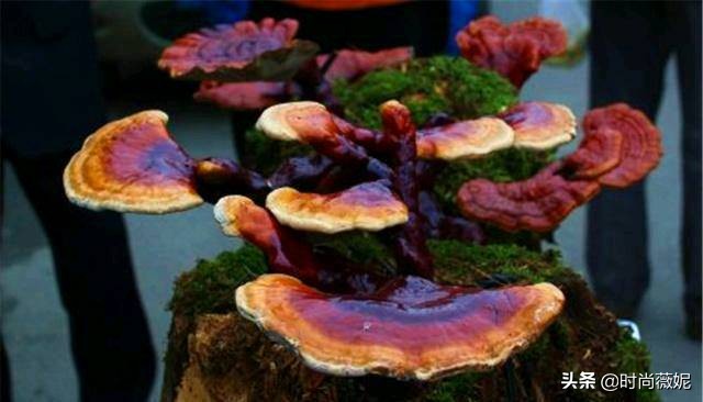 中国十大中药盆景,什么中药盆景越养越值钱