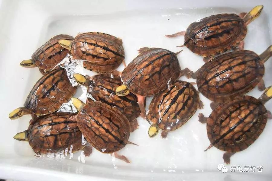 养龟常见问题及解决办法,养龟之前先要看看的干货知识