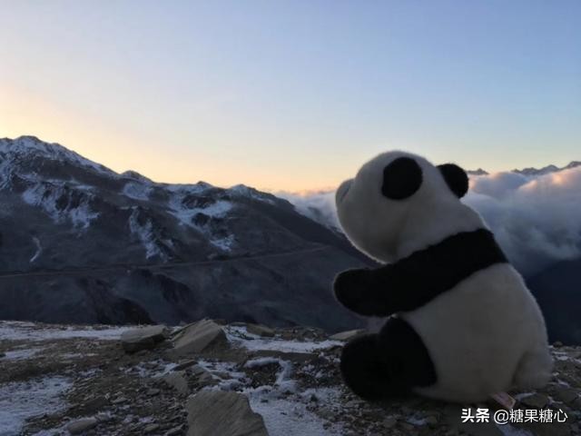 你们想要去四川看熊猫吗,来成都看熊猫一定要来熊猫谷