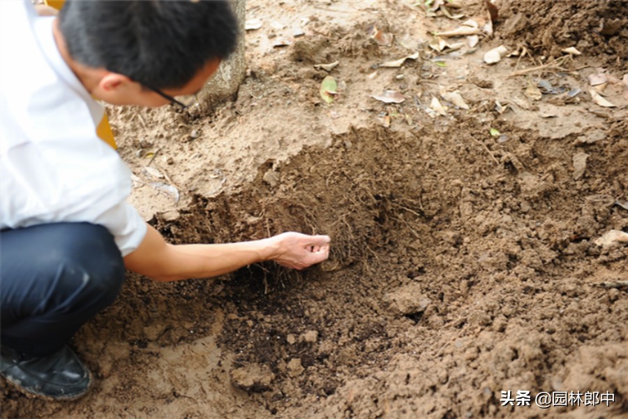 新栽的栾树几月份发芽,今年移栽杨树苗为啥成活率太低