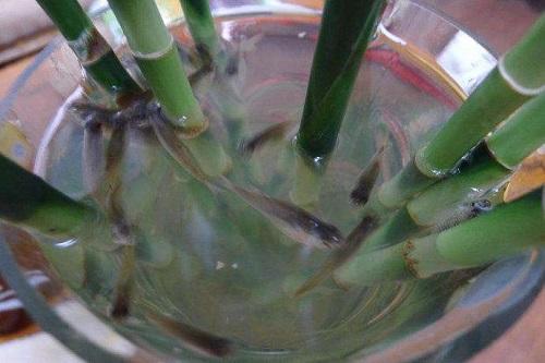 池塘养观赏鱼对水要经常怎么处理,养鱼不注意这几点对鱼伤害很大