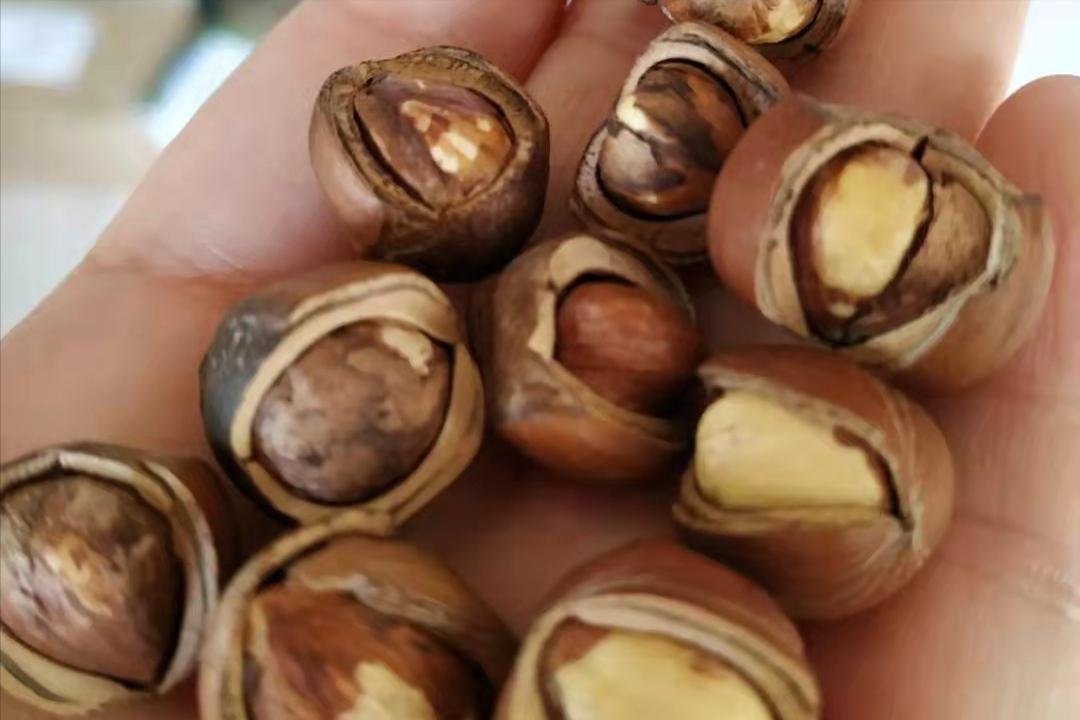 榛子是中国原产的吗,榛子是什么坚果