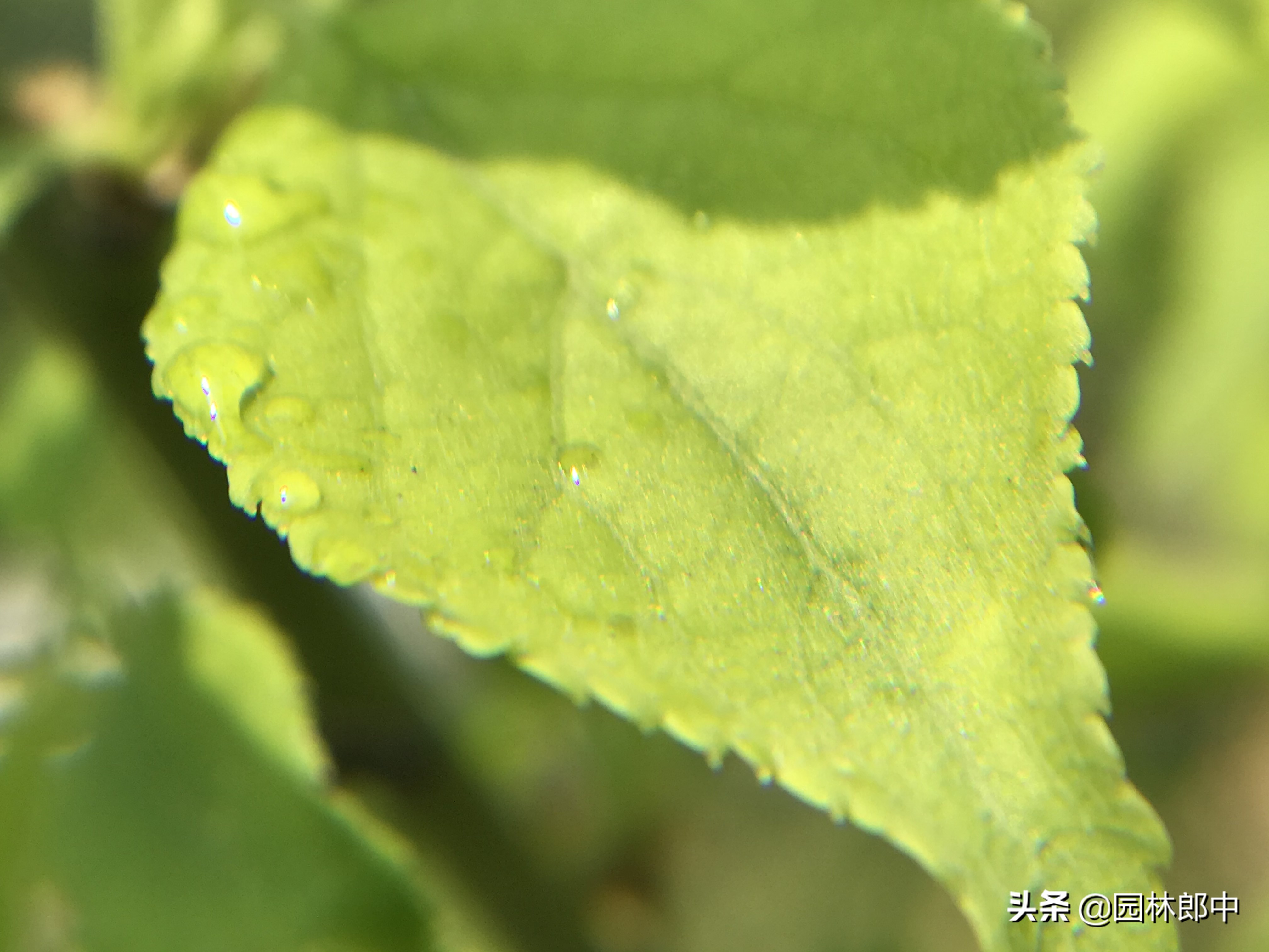 九里香枝干上有蚧壳虫图片,生了蚧壳虫需要把枝干剪掉吗