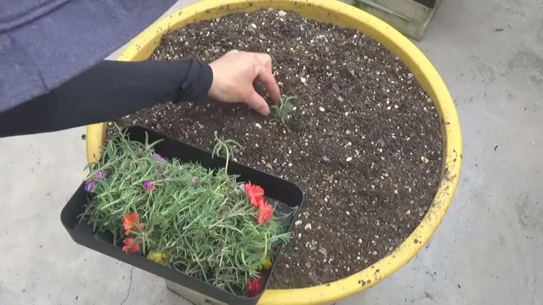 扦插花的快速生根法,哪些花卉可以用扦插的方法插活