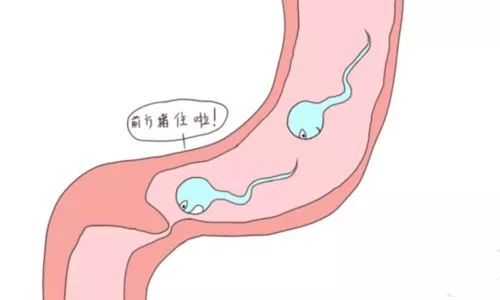 结扎精子去哪儿？对啪啪啪影响有多大？男女都得知道！