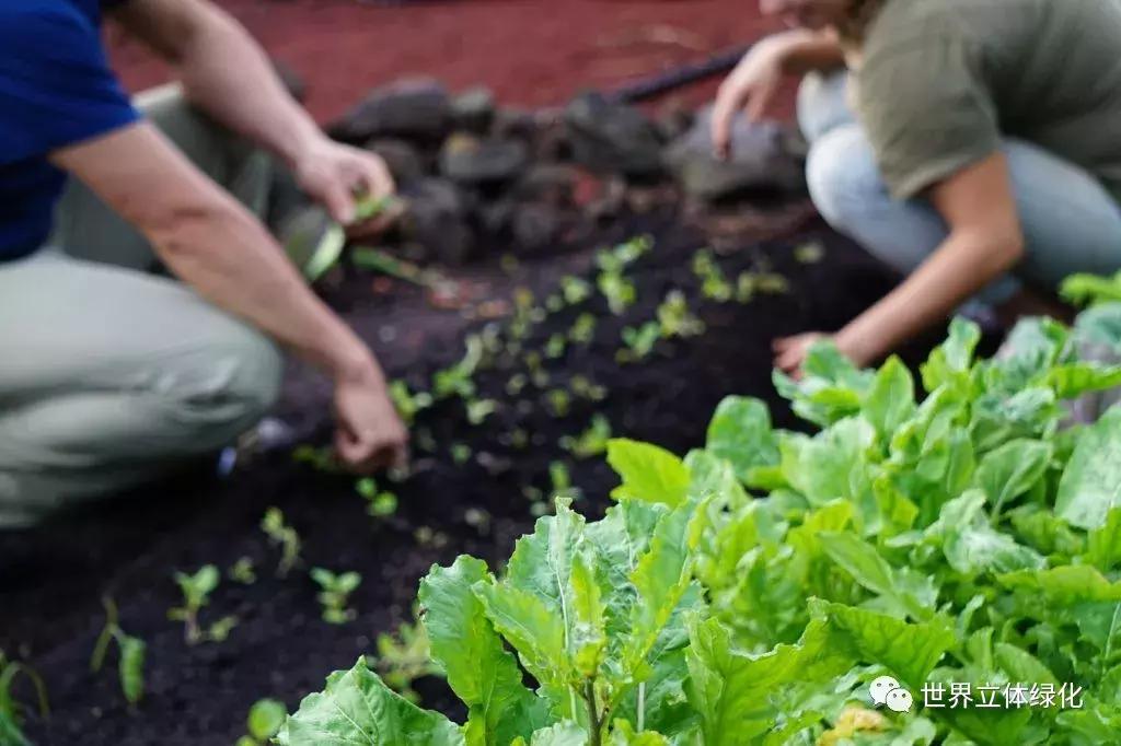 为什么园艺疗法能快速发展,园艺疗法的应用领域