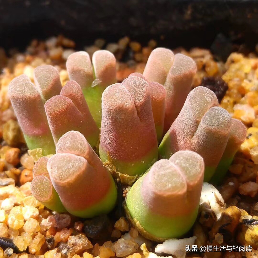 《慢生活·轻阅读》1647期