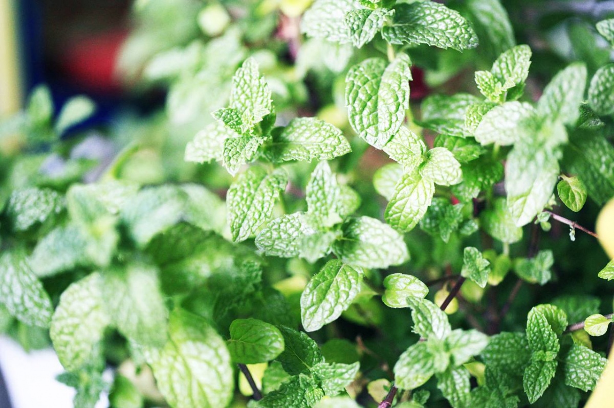 平价小清新薄荷感香水推荐,清爽不腻的香味有哪些香水