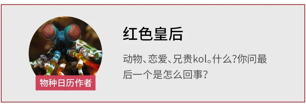 千奇百怪的动物合集,千奇百怪的动物系列