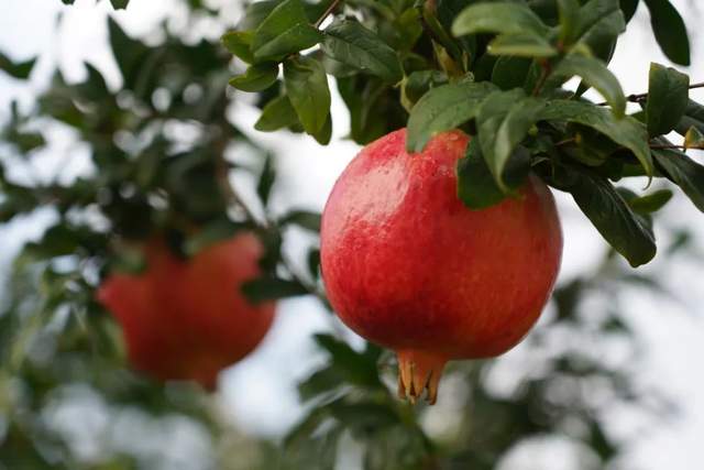直播卖石榴奇葩问题,石榴卖惨带货现象调查博主