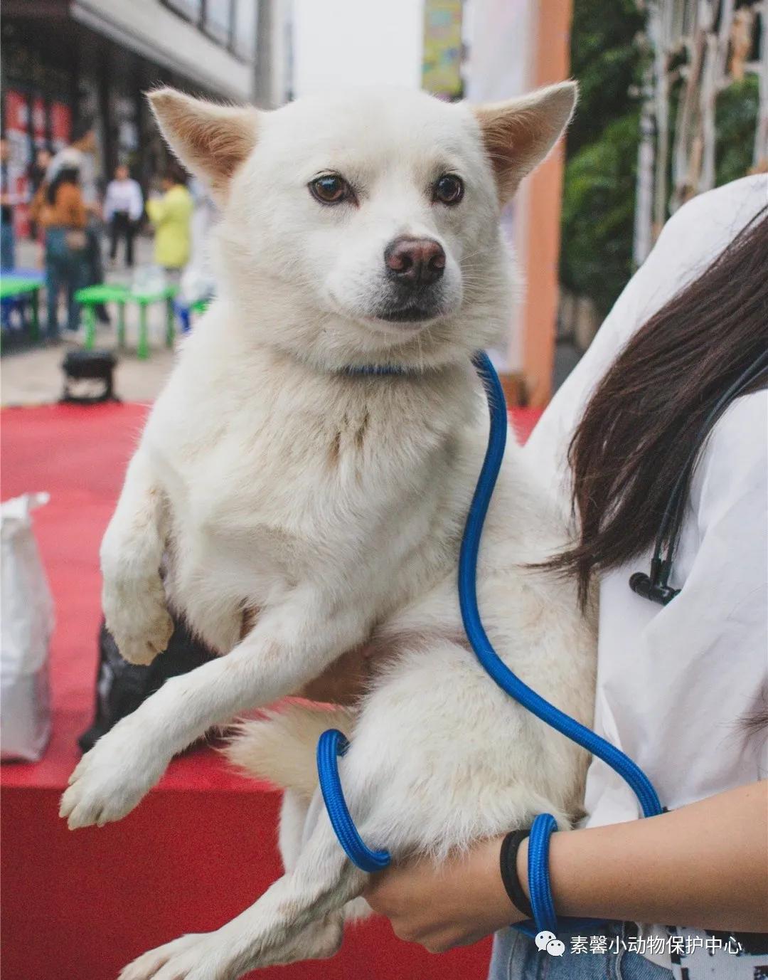 领养代替购买|2021年6月份福州线上宠物领养活动