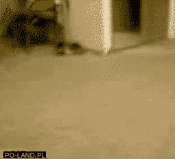 有什么方法可以防止猫狗进来,猫狗怕得什么病