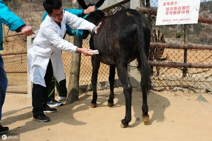 自繁自养肉驴,掌握住发情规律,合理化配种,提高生产效率不难
