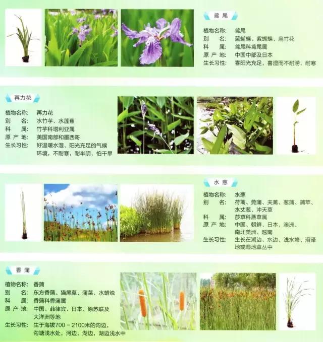 养鱼池净化水质的设备详细过程,养鱼池水质净化设备