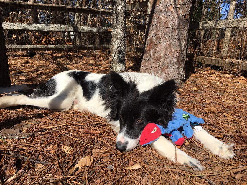 狗狗的玩具最适合哪一种,狗狗必备的5种玩具