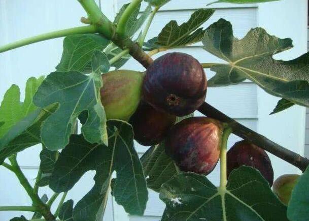 盆栽无花果怎么养,盆栽无花果的养殖方法和注意事项