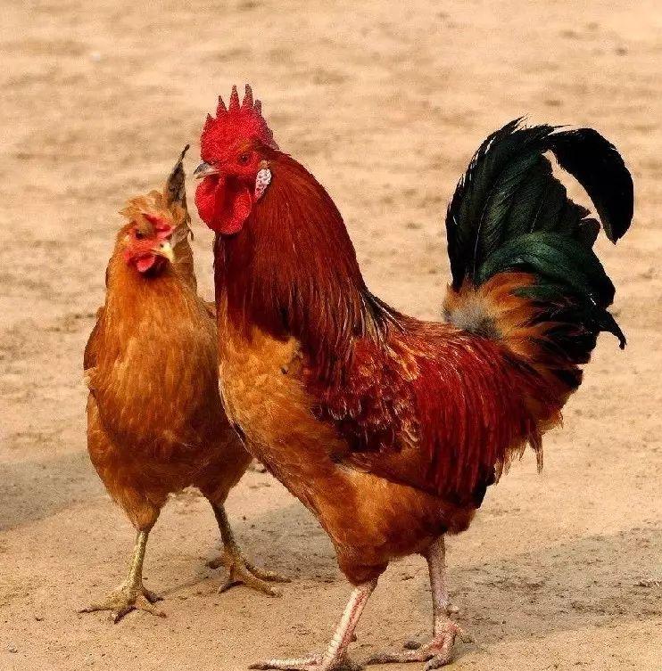 雄性竞争是本能,男性雄性荷尔蒙旺盛跟精子有关吗