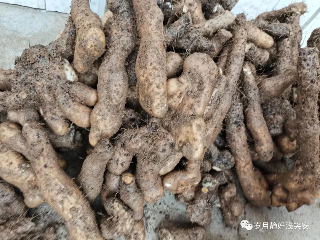 冬日暖汤,佛手山药和铁棍山药哪个好