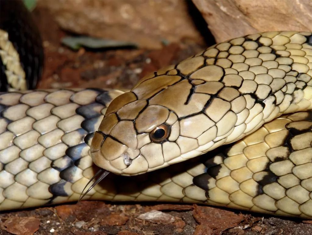 毒蛇的毒性分几种啊,毒蛇毒性排名榜