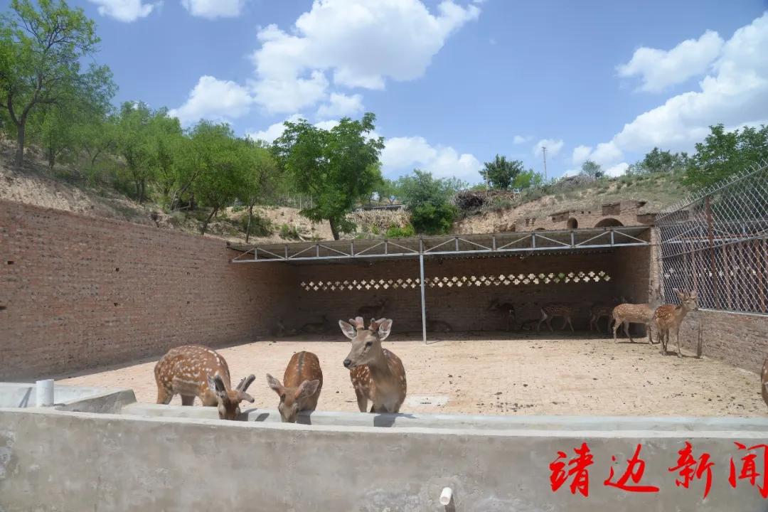 【走进我们的小康生活】红石湾村开启致富“鹿”......