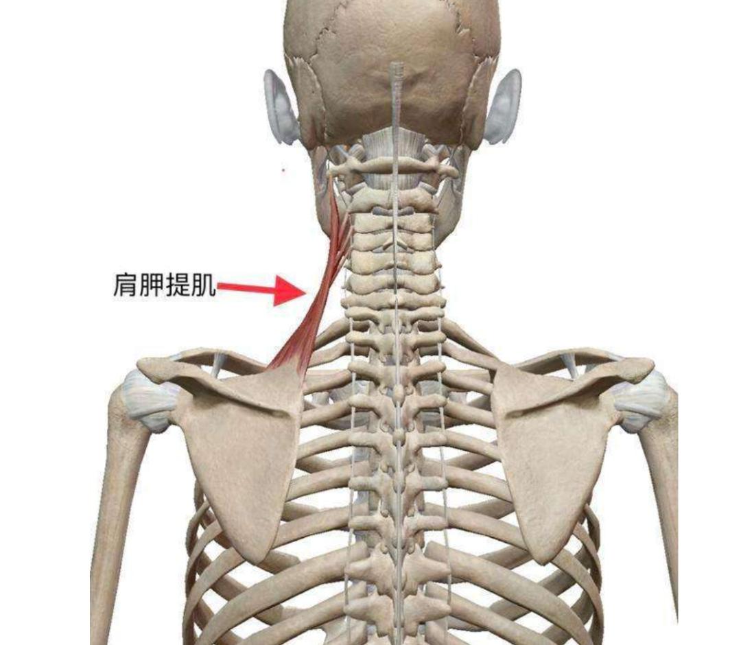 打球后肩膀痛怎么缓解,打球肩膀疼一招搞定