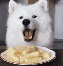 给萨摩耶吃榴莲,萨摩耶除了吃狗粮还能吃什么