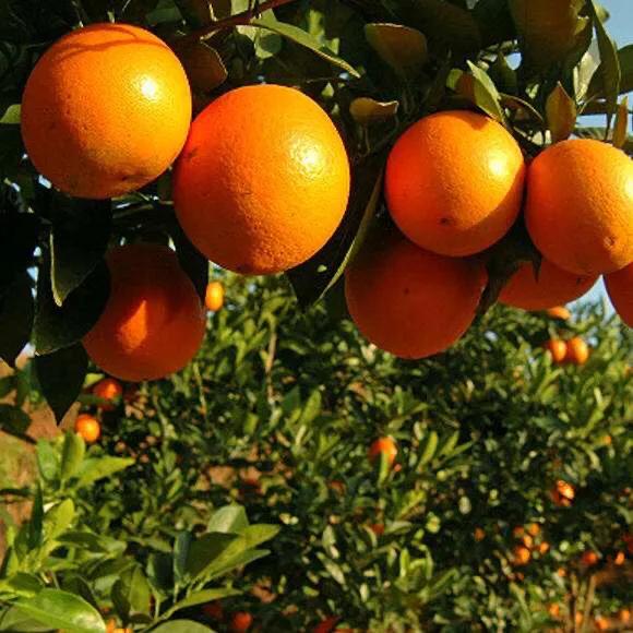 中国十大名橙雷波脐橙,识别雷波脐橙