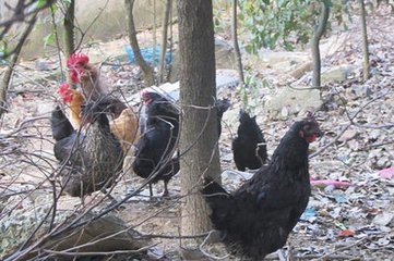 快速带你了解绿壳鸡蛋,揭秘绿壳鸡蛋