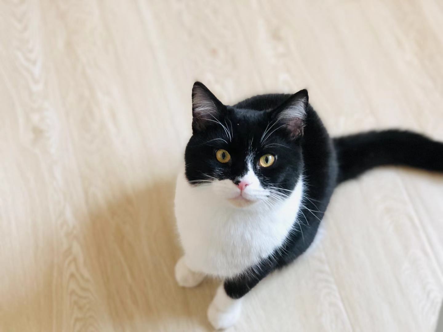 今日猫片｜挂一只贱猫