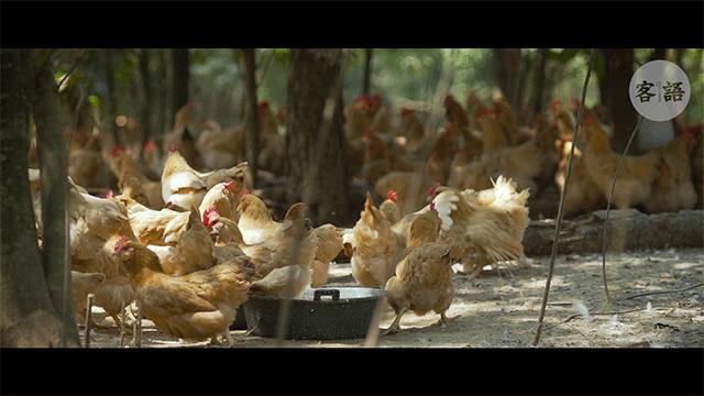 古法盐焗鸡爽爆了,传统盐焗鸡爆汁呈现