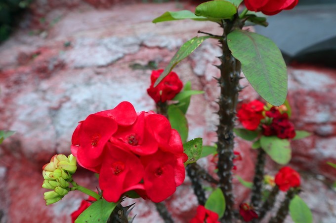 如约而至的涠洲岛,涠洲岛一生所爱