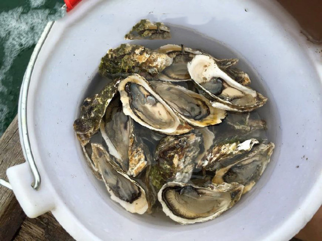 海钓黑鲷吃什么鱼饵最好,海钓黄黑鲷