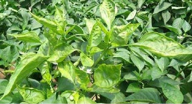 辣椒叶子卷曲是什么病用什么药,辣椒叶子发皱简易补救