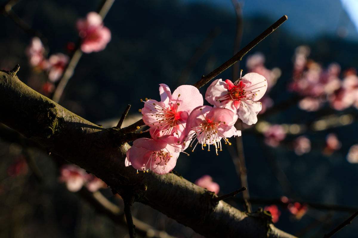 水梅花常见病虫害的防治,梅花病害主要内容