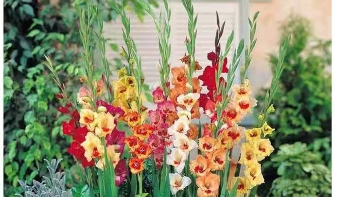 唐菖蒲花后的种球怎么养殖,唐菖蒲的养殖方法