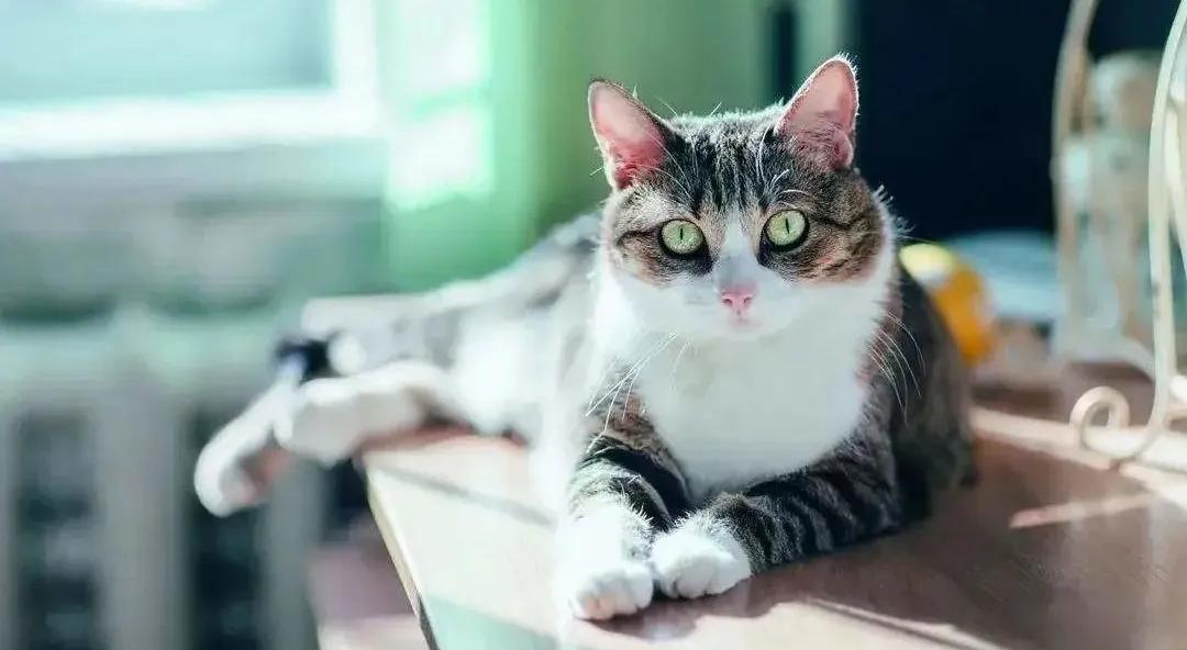 猫咪厌食的原因和解决方法,猫咪食欲不振最佳解决方法