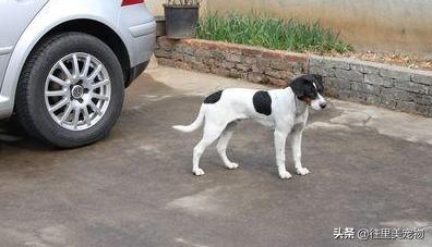 中国唯一被承认的猎犬,中国常见的猎犬