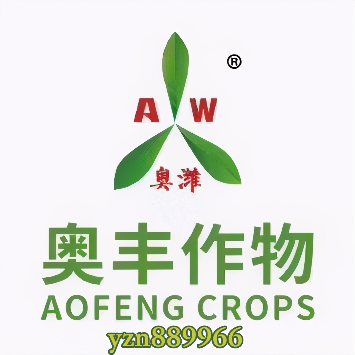 芒果黄叶病如何防治？