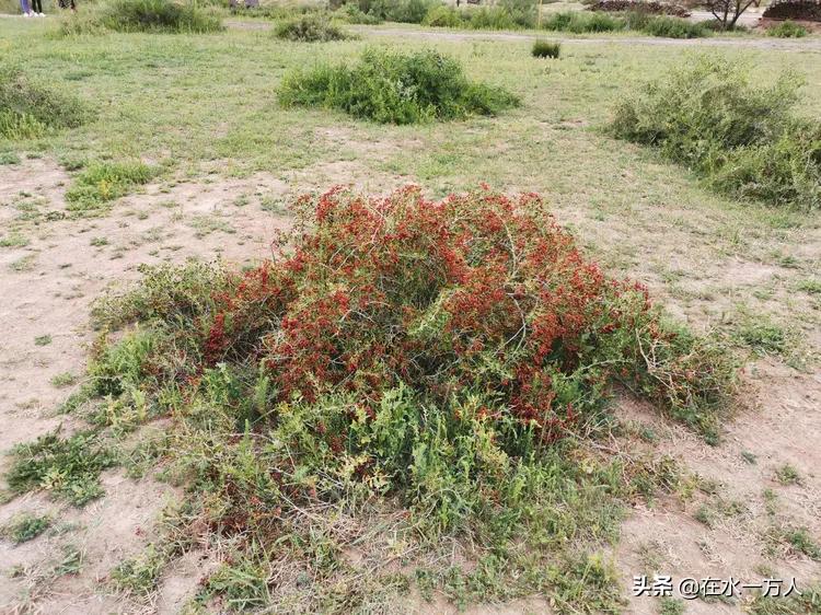 大西北之旅8天经历了春夏秋冬,大西北之行下集