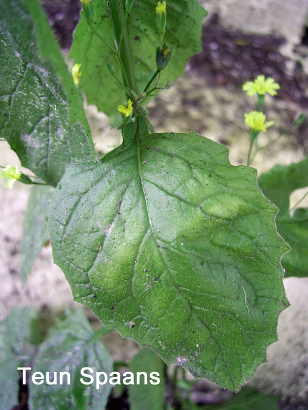 陆龟最喜欢的蔬菜,陆龟爱吃什么