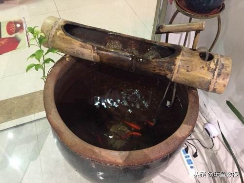 白瓷盆可以养金鱼吗,40公分口径瓷盆养金鱼