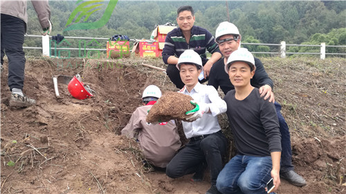 重庆白蚁防治,重庆白蚁防治所是免费的吗