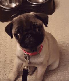 小时候萌长大了帅的狗狗,小时候萌的狗狗