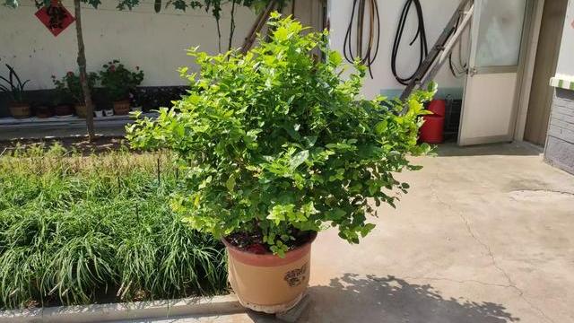 茉莉花枝繁叶茂不开花是什么原因,养茉莉花技巧花瓶